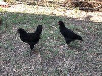 2 roosters.jpg