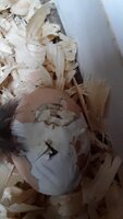 Screenshot_20190909-201301_Gallery.jpg