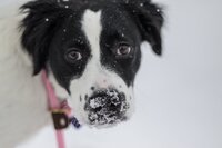 SkyeSnowMug.jpeg