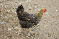 DSC_7795.JPG