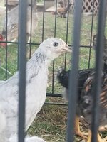 20190909_185820.jpg 20190909_185820.jpg