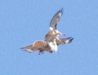 Red Tailed Hawk Fight.jpg