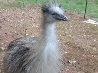 chick.jpg