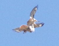 Red Tailed Hawk Fight.jpg Red Tailed Hawk Fight.jpg