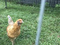 IMG_0680.jpeg IMG_0680.jpeg