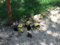 20190630_155338_IMG_2156.JPG 20190630_155338_IMG_2156.JPG