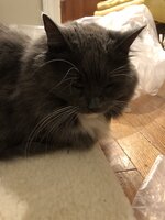 4C17EB69-B1AD-488B-95B1-27C8BB13419D.jpeg