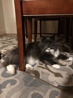 61554E28-7CFE-4E4E-8FF6-B21DAEDF8EEB.jpeg