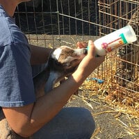babyGoat2.jpg babyGoat2.jpg
