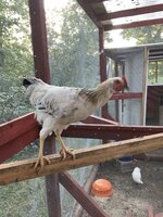 IMG_1584.jpg