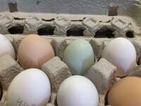 7ABF6028-DAE4-483E-8F00-C779B8F084CC.jpeg