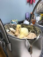 thumbnail_IMG_2031.jpg thumbnail_IMG_2031.jpg
