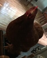 thumbnail_IMG_1697.jpg thumbnail_IMG_1697.jpg