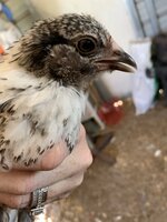 F46462AD-079B-4EC7-9A20-D501E7AF61AC.jpeg