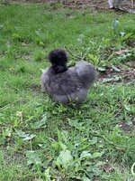 C0B848CC-0550-4449-A7FD-F1DED4543A5C.jpeg