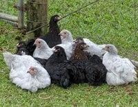 mixed flock.jpg