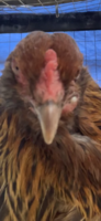 702CA2D1-D7B0-4DC8-B11E-01BFEF30E52D.png