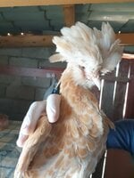 20190920_122516.jpg 20190920_122516.jpg