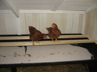 Community Nest Box 1 008.JPG