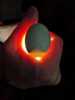 egg #2 (1).jpg