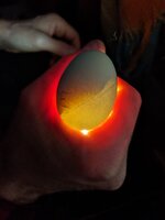 egg #3 (2).jpg