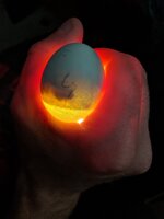 Egg #5 (3).jpg