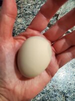 First egg 9-24-19.jpg