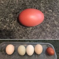 Rey's First Egg (Aug 2019).jpg