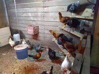 Hens 002.jpg