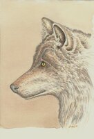 035 1-12-19 Wolf.jpg