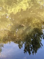 4CBF055B-9333-463E-817D-FDBCAA090217.jpeg
