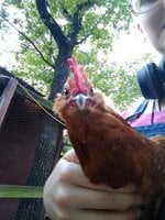 42457.jpeg 42457.jpeg