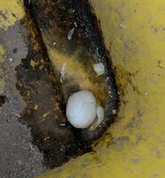 Vega first egg 10-1-19.jpg Vega first egg 10-1-19.jpg