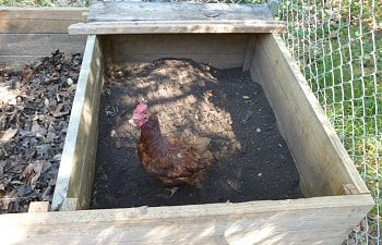 Composting Chicken Poop