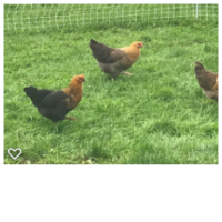 chicks1.png chicks1.png