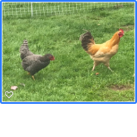chicks2.png chicks2.png