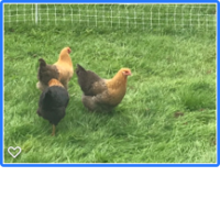 chicks4.png chicks4.png