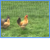 chicks5.png chicks5.png