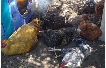 Daily to weekly chicken maintenance.