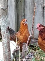 IMG_20191003_120229150.jpg