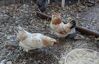 Chicken-Keeping Tips for City Slickers