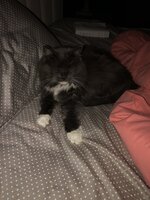 52587732-0409-41F3-8687-0BFAA76A8102.jpeg