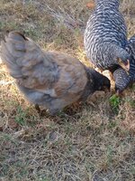IMG_20191005_110609367_MP.jpg