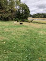 60196083-C5BB-4F0C-A783-0BED05D8C8F0.jpeg