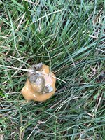 F25E8818-75E2-43FE-B2E4-4378F1248B17.jpeg