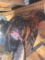Rooster 3.jpg