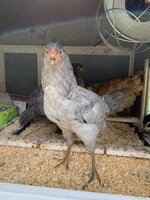 IMG_3376.jpeg