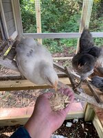 IMG_3151.jpeg
