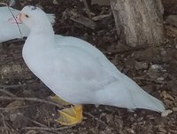 White (Jim).jpg