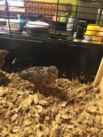 11D16847-D1B3-4EBA-BBB7-9D5E0409F1DF.jpeg
